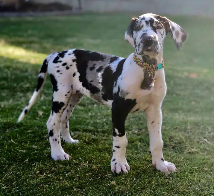 Great Dane breed Price In Chennai