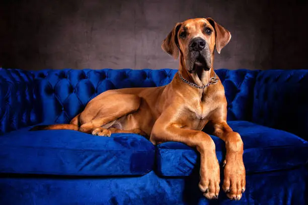 Great Dane breed Price In Goa