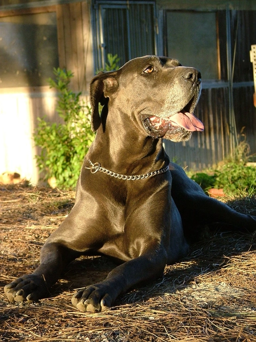 Great Dane dog Puppies For Sale In Goa