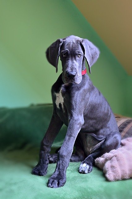 Great Dane dog Puppies For Sale In Vizag