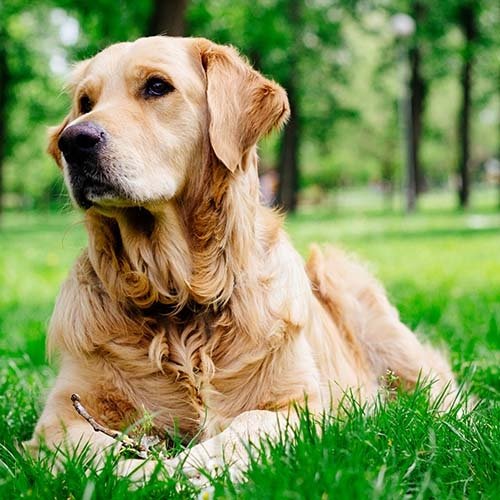 Puppies for sale in india