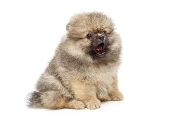 Toy-Pomeranian puppies for sale in India