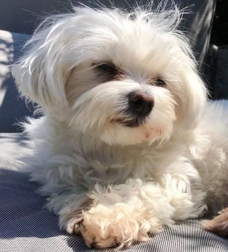 Professional Pet Walker