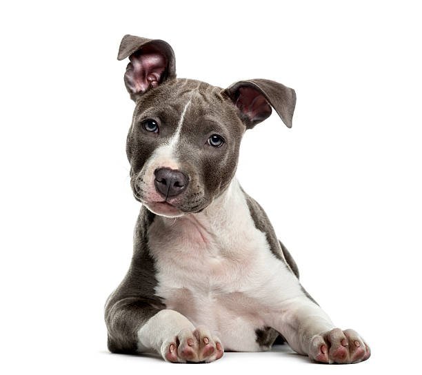 Pitbull puppies for sale in India