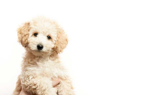 Poodle puppies for sale in India