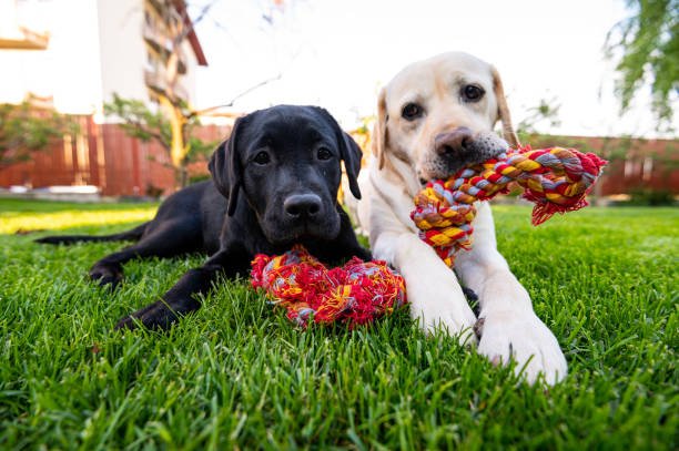 Labrador Retriever male Puppy Price In Pune