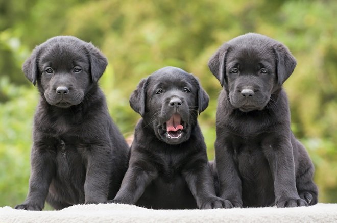 Labrador Retriever Puppy Price In India