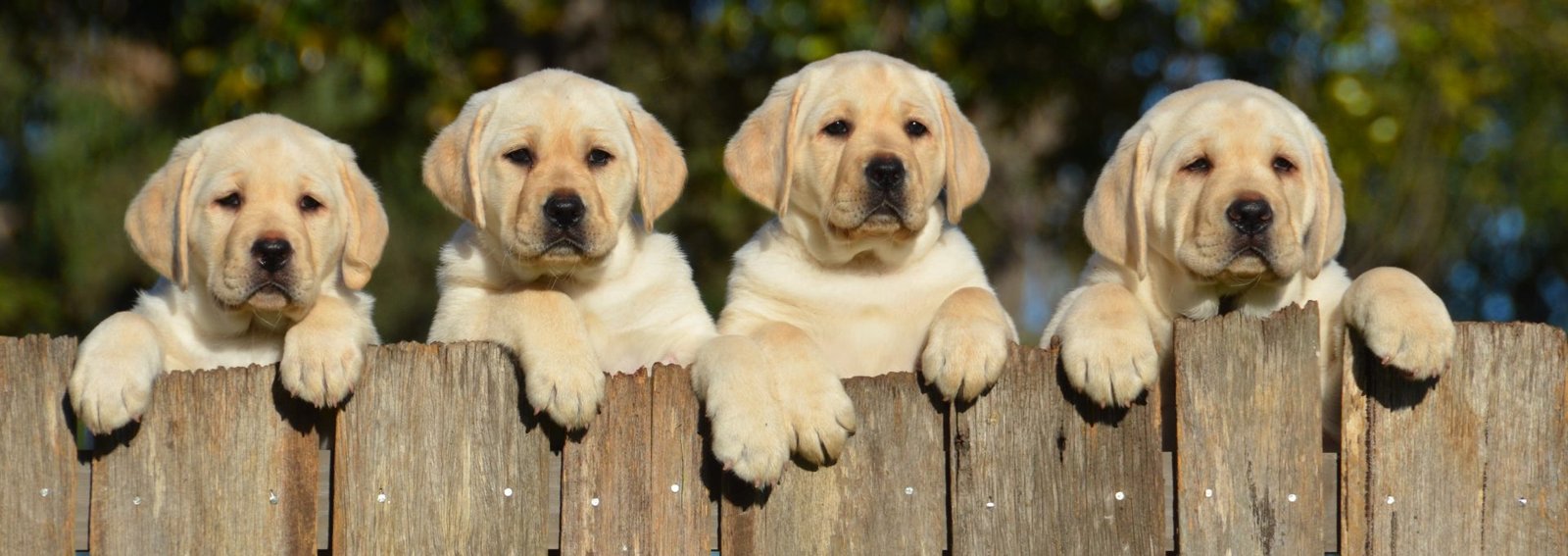 Labrador Retriever Male Puppies For Sale In Mumbai