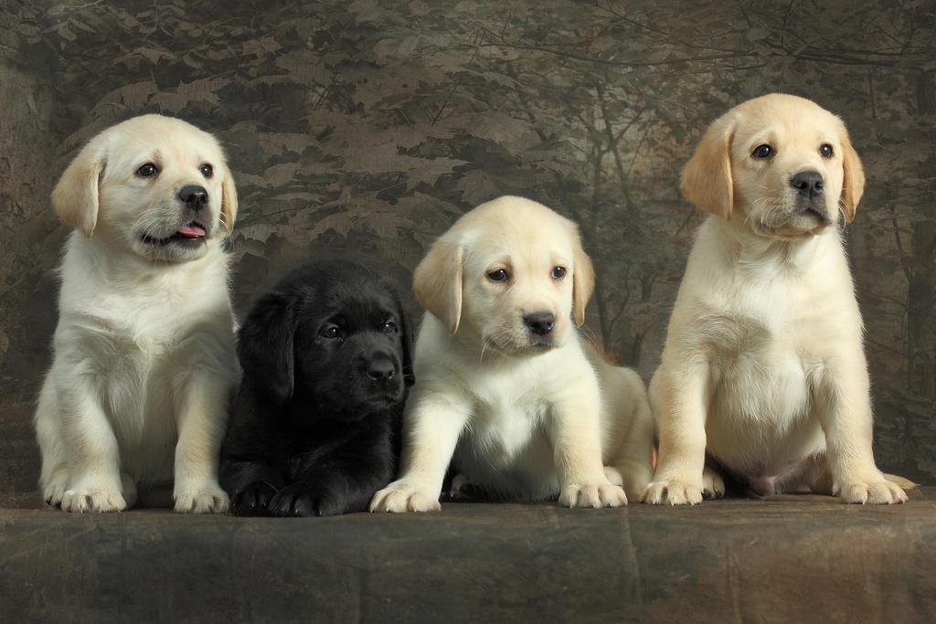 labrador Male Puppies Price In Mumbai