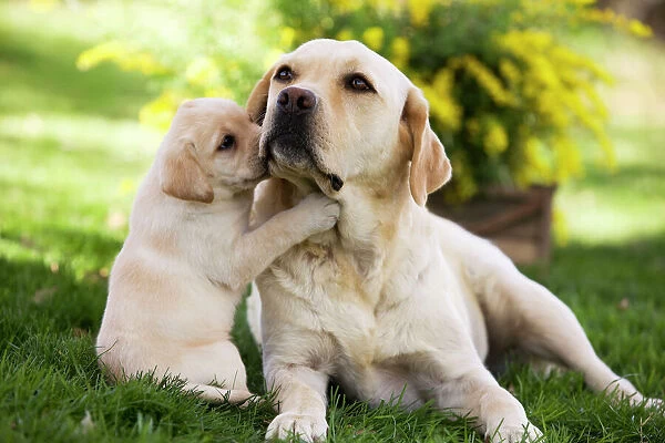 Labrador Retriever dog kennel in kolkata