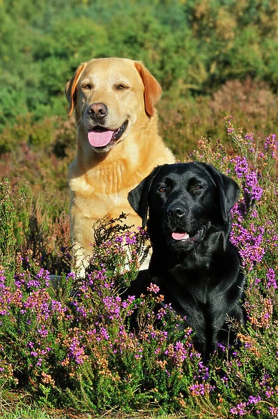 Labrador Retriever Female Puppies For Sale In Kolkata