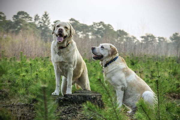 Labrador Retriever male Puppy Price In Pune