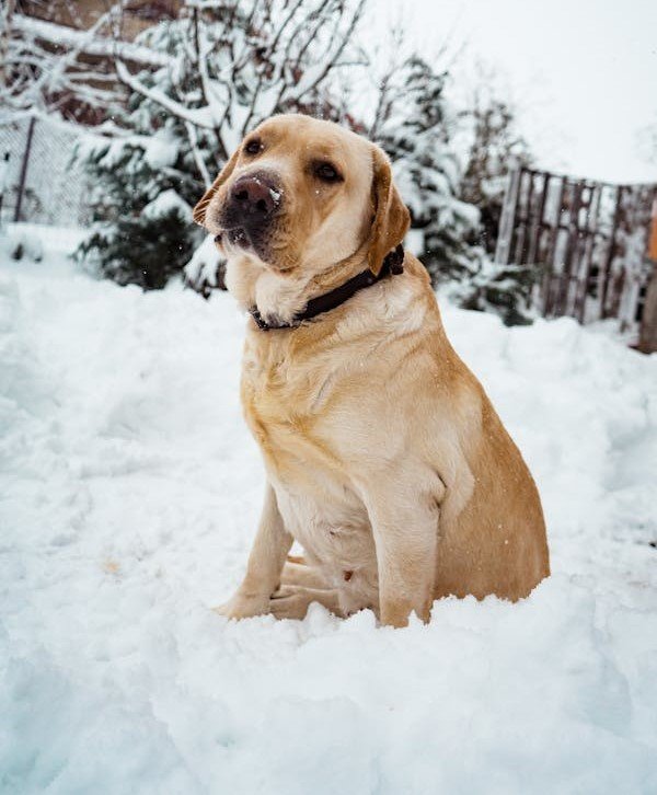 Labrador Retriever Female Puppies For Sale In Pune