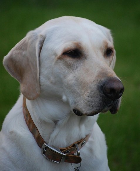 Labrador Retriever Dog For Sale In India