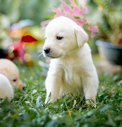 Labrador Retriever male Puppy Price In Goa