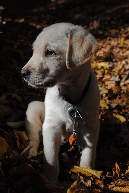 Labrador Retriever Breed Puppies For Sale In Goa