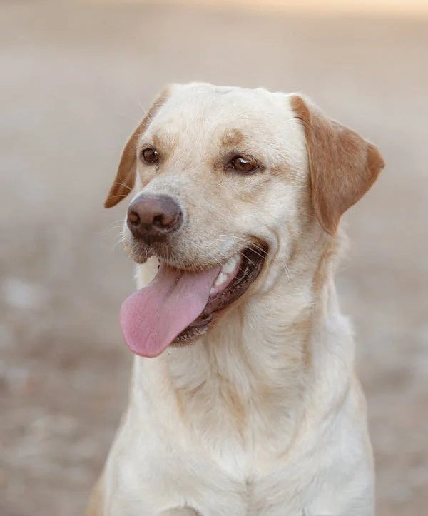 Labrador Retriever male Puppy Price In Jaipur