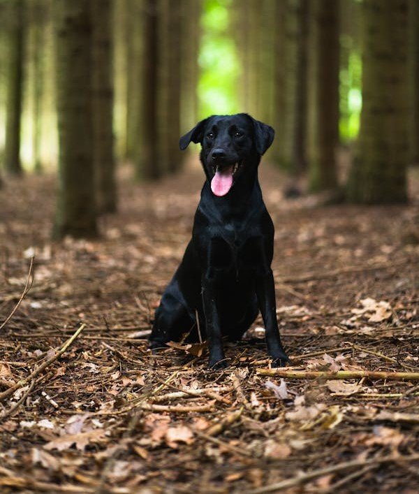 Labrador Retriever Breed Puppies For Sale In Jaipur