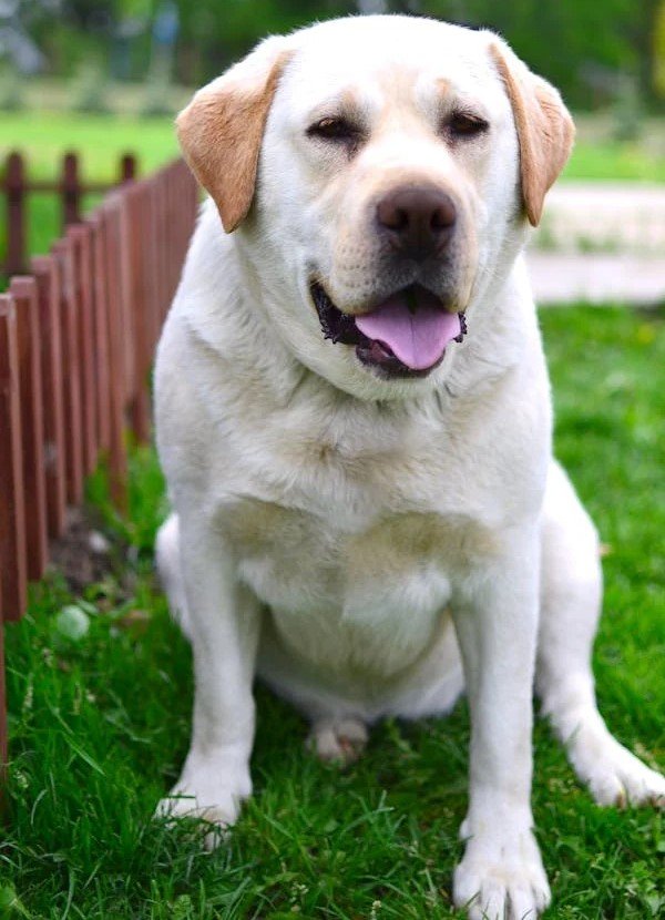 Labrador Retriever male Puppy Price In Vizag