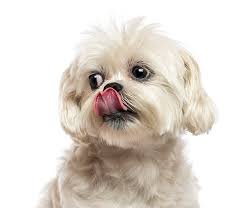 Lhasa Apso