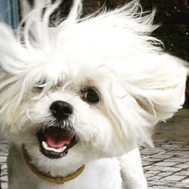 Lhasa Apso Puppy