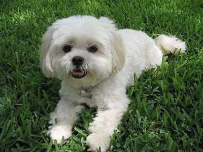 Lhasa Apso for Sale in Bangalore