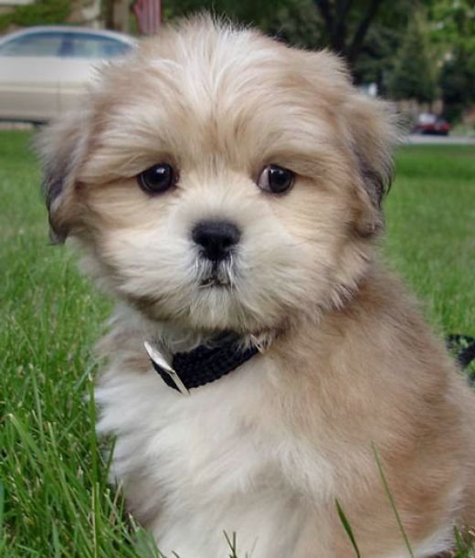 Lhasa-Apso male Puppy Price In Mumbai