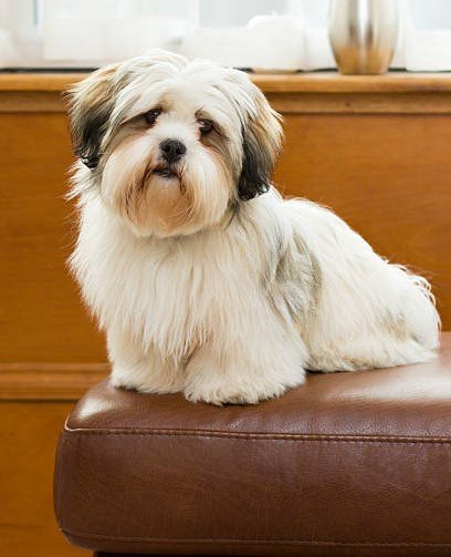 Lhasa-Apso Puppies