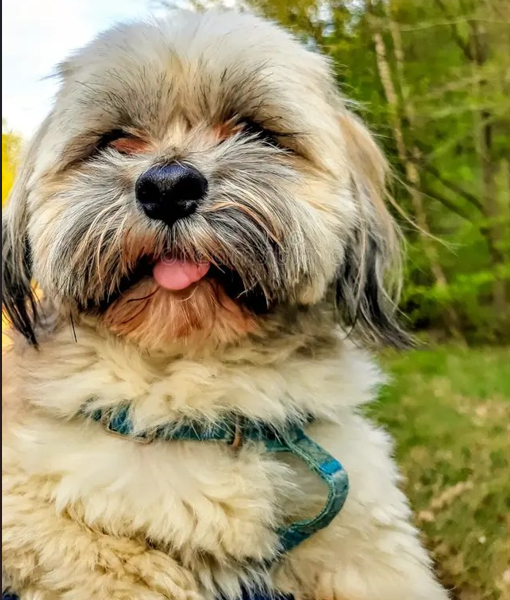 Lhasa-Apso Puppies