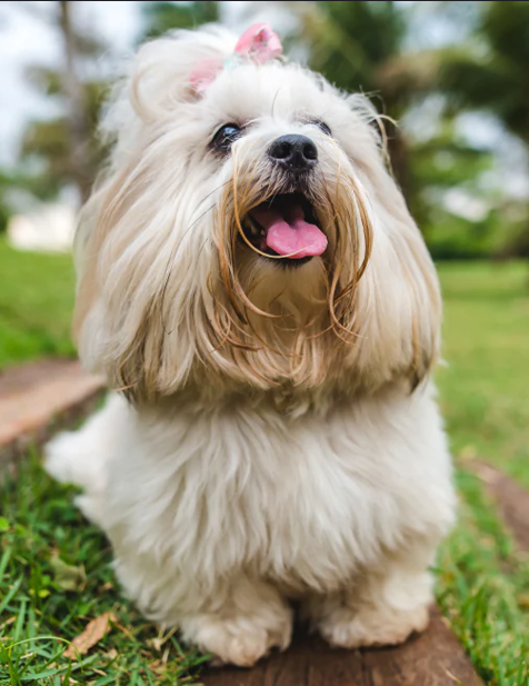 Lhasa-Apso Puppies