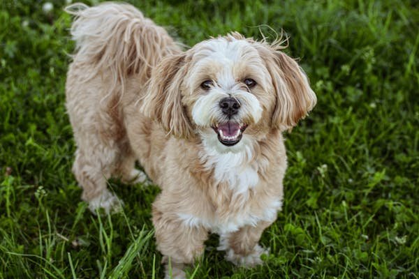 Lhasa Apso male Puppy Price In Chennai