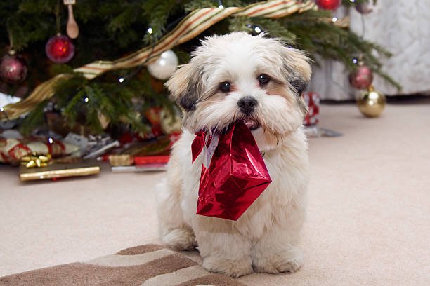 Lhasa Apso male Puppy Price In Goa