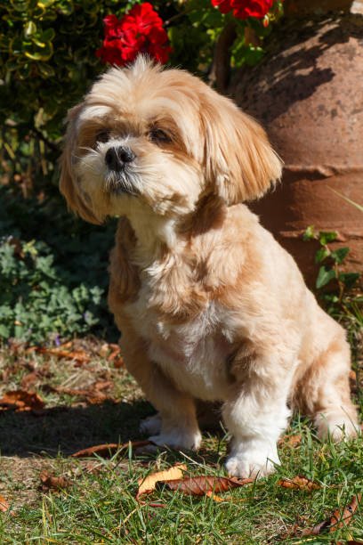 Lhasa Apso dog for sale in goa