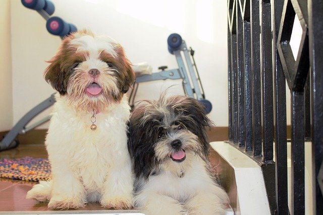 Lhasa Apso male Puppy Price In Jaipur