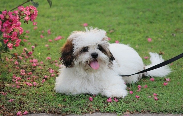 lhasa apso breed puppy for sale in india