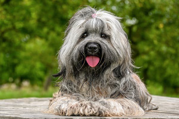 pure breed of lhasa apso price in india