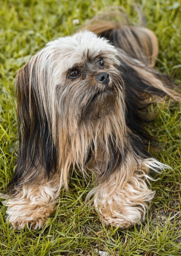 kci registerd lhasa apso breed price in india