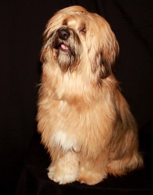 Lhasa Apso dog for sale in hyderabad