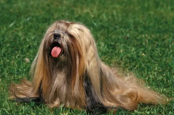 Lhasa Apso Dog Price In Hyderabad