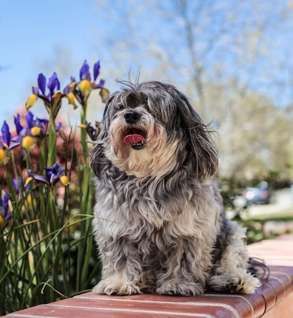 Lhasa-Apso male Puppy Price In Pune