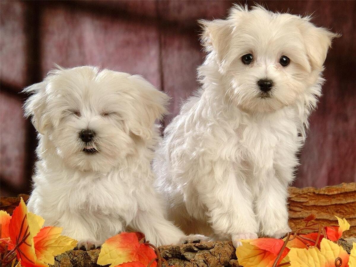 buy maltese puppies for sale online in bangalore