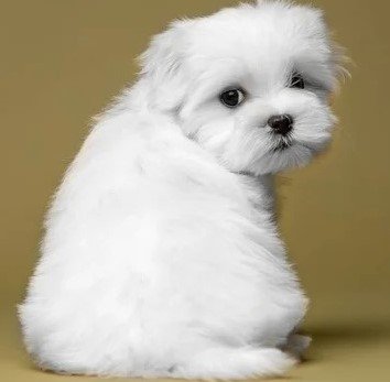 Maltese for Sale in Chennai