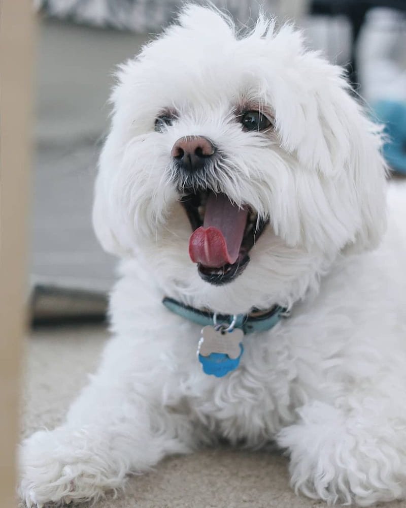 Maltese Puppies For Sale In India