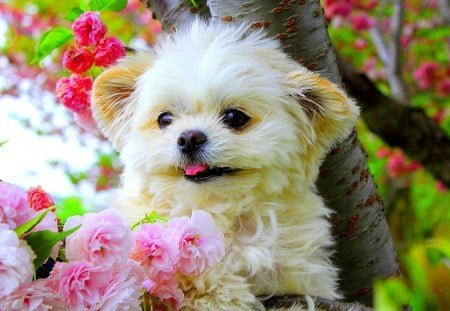 buy maltese puppies in india