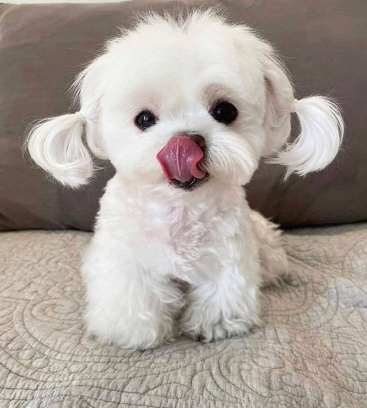 champion lineage maltese puppies price in bangalore