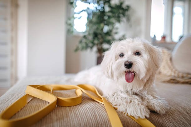 Maltese male Puppy Price In Goa