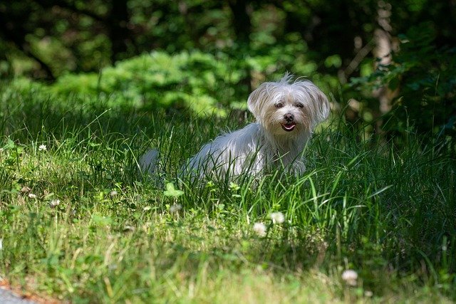 maltese puppies for sale online in india