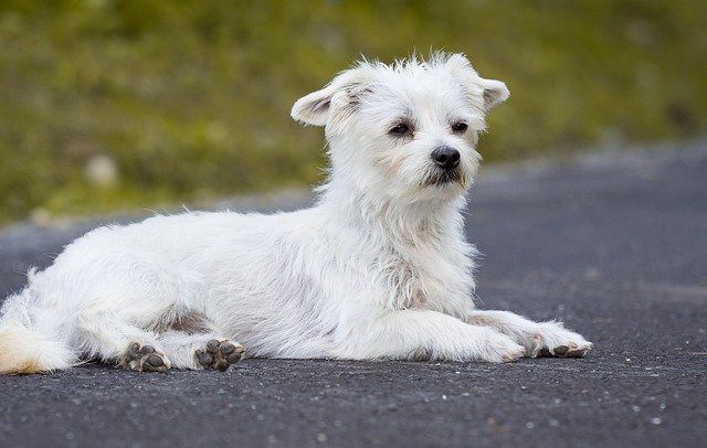 maltese dog kennel in india