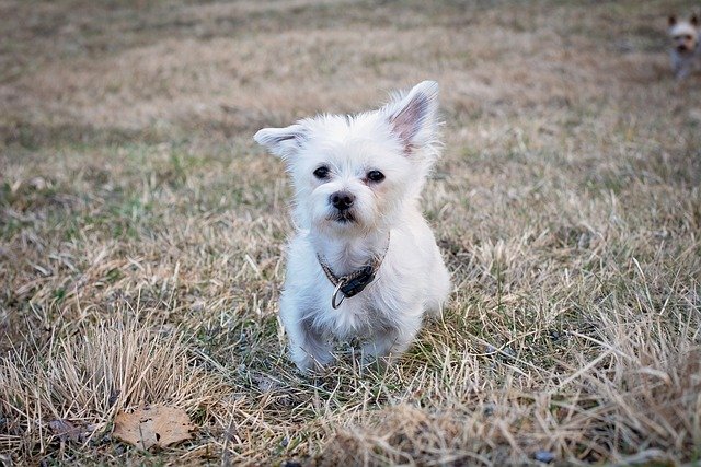 pure breed maltese puppies for sale in india