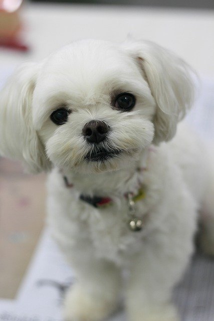 Maltese Puppies For Sale In Jaipur